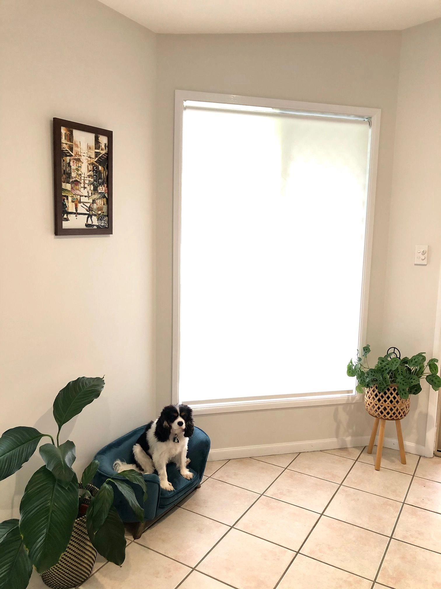 roslynn-shafee-_-qld